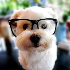 Perro hipster principiante